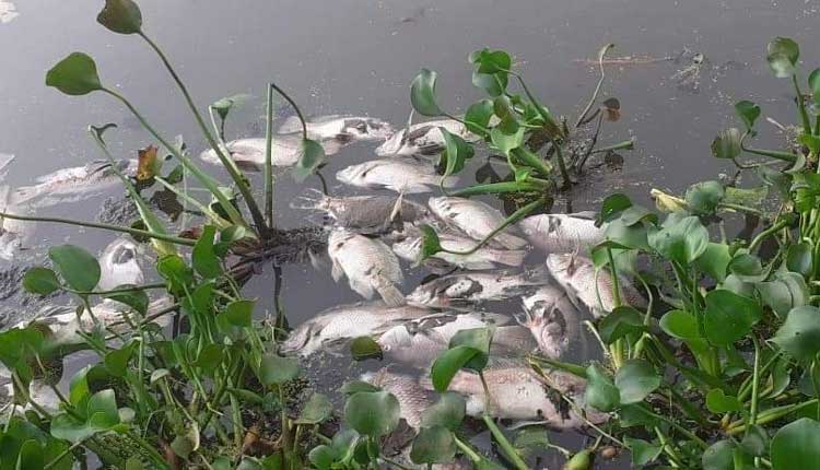 చెరువులోకి విష ర‌సాయ‌నాలు.. చ‌చ్చి నీటిపై తేలిన‌ చేప‌లు