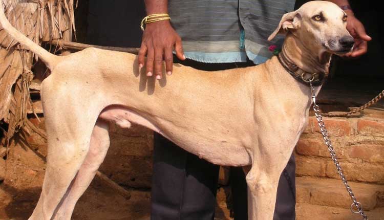 నా టామీని కుక్క అంటారా.. ఎదురింటి వారిపై క‌ర్ర‌ల‌తో దాడి..!