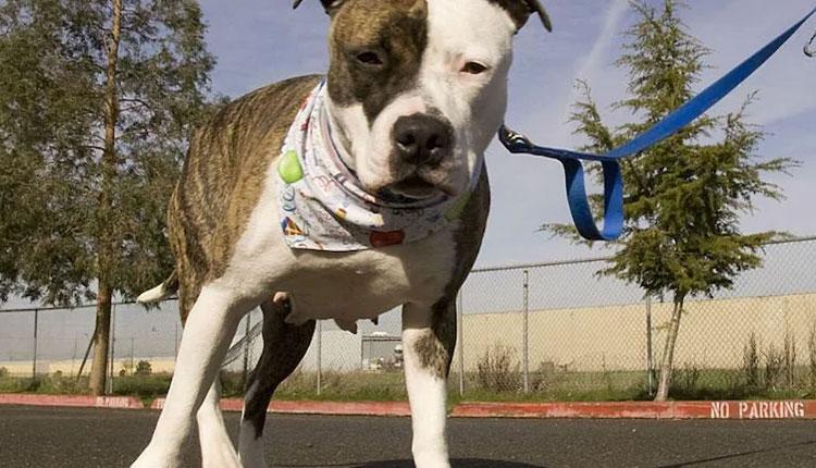 కార్మికుడ్ని చంపిన కుక్క‌.. య‌జ‌మానురాలిపై కేసు