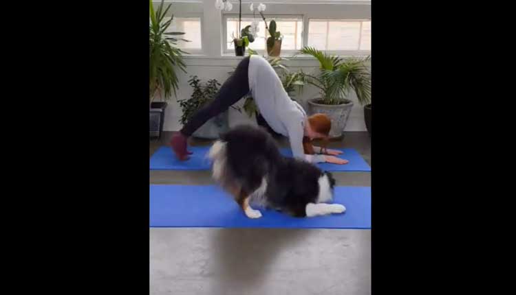 శున‌కం యోగాస‌నాలు.. వీడియో వైరల్‌