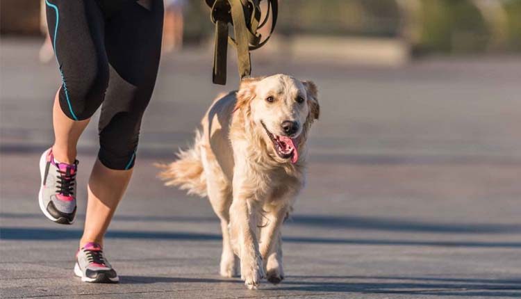 కుక్క అరెస్ట్‌.. ఎక్కడ? ఎందుకంటే..?