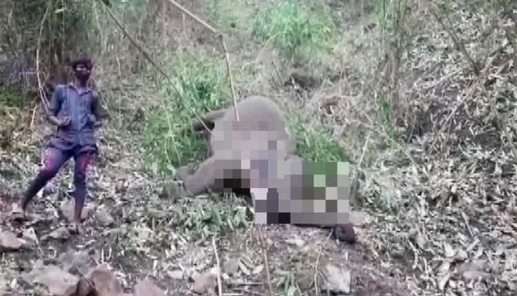 అస్సాంలో పిడుగుపాటుకు 18 ఏనుగులు మృతి