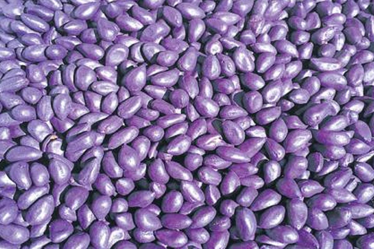 30 క్వింటాళ్ల నకిలీ పత్తి విత్తనాలు పట్టివేత