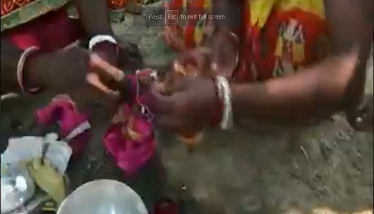 వ‌ర్షాలు కురువాల‌ని క‌ప్ప‌ల‌కు పెండ్లి..వీడియో