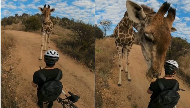 బైకర్లతో జిరాఫీ సయ్యాటలు.. వీడియో వైరల్