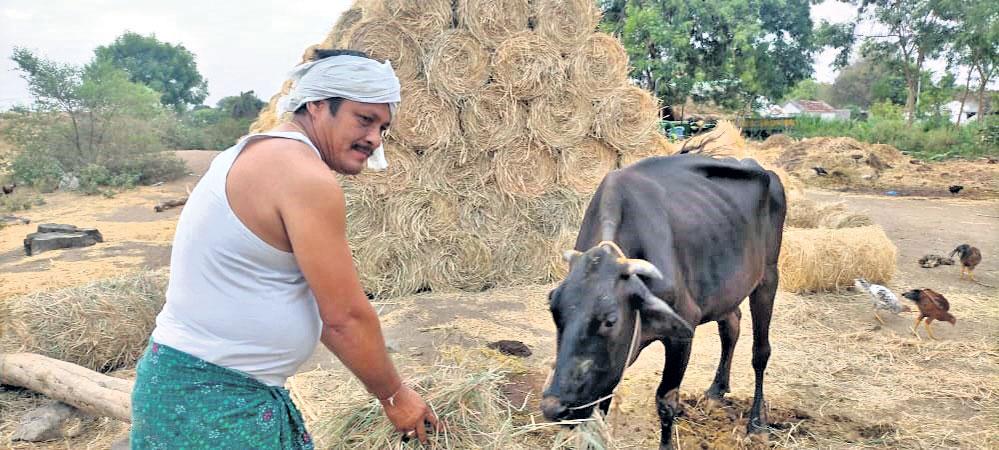 గడ్డి కోసం అరిగోస..
