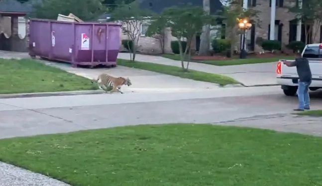 హ్యూస్టన్ వీధుల్లో రాయల్ బెంగాల్ టైగర్