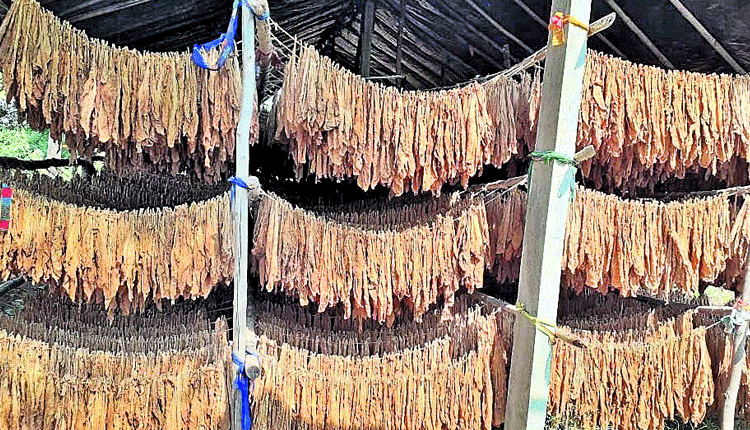 లాభాల పొగాకు..