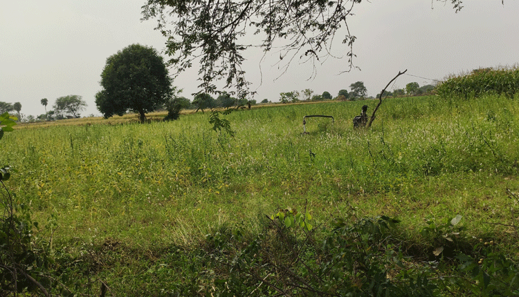 మరిపెంగా.. మూడో పంట