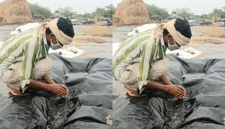 తౌక్టే ఎఫెక్ట్‌