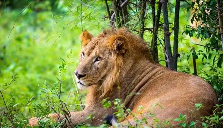 మేక‌ను ర‌క్షించుకోబోయి.. సింహం పంజాకు బ‌లి..!