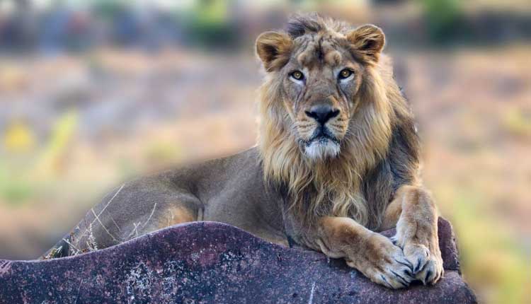 గుండె ఆగి సింహం మృతి..!