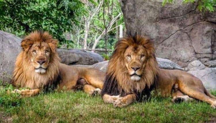 ఎటావా సఫారీ పార్క్‌లో రెండు సింహాలకు కరోనా పాజిటివ్‌