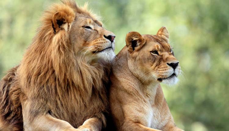 హైదరాబాద్‌ జూలో ఎనిమిది సింహాలకు కరోనా లక్షణాలు