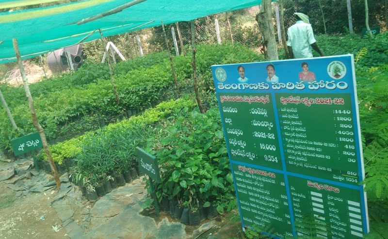 హరితహారం.. మొక్కలు సిద్ధం..