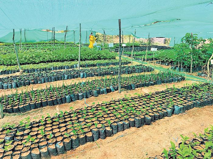 హరిత లక్ష్యం @ 35లక్షలు