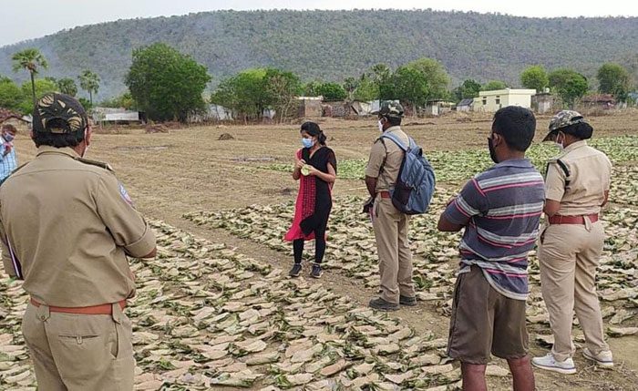 తునికాకు కల్లాలను పరిశీలించిన ఎఫ్‌డీవో