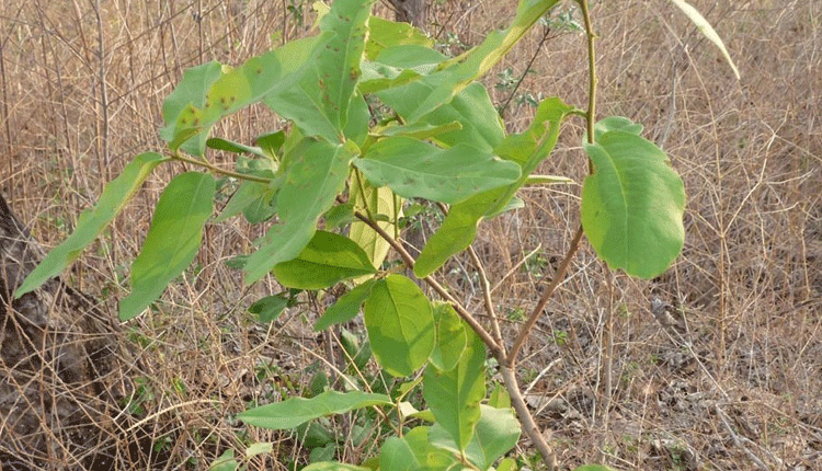 లక్ష్యం మేరకు తునికాకు సేకరణ