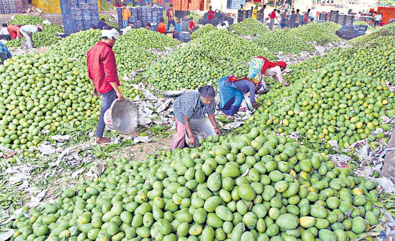 మామిడిపై మహమ్మారి ప్రభావం