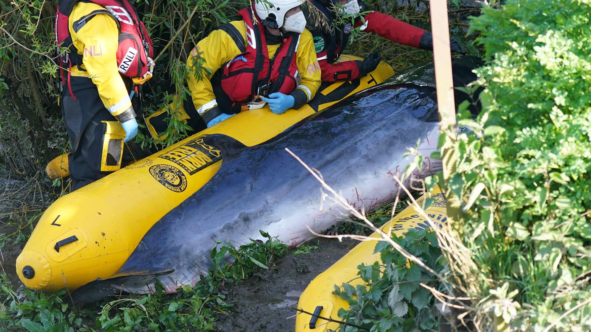 థేమ్స్ నదిలోకి కొట్టుకొచ్చిన బుజ్జి తిమింగలం కథ విషాదాంతం