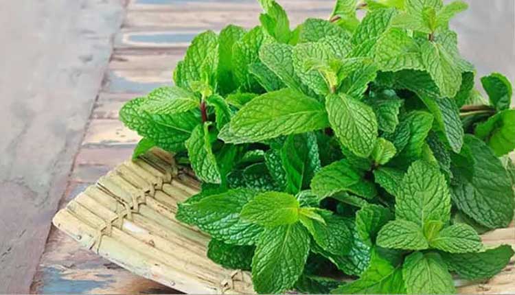 పుదీనాతో పుట్టెడు లాభాలు..!