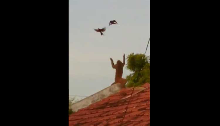 కోతికి చుక్క‌లు చూపించిన గోరింక‌లు.. వీడియో