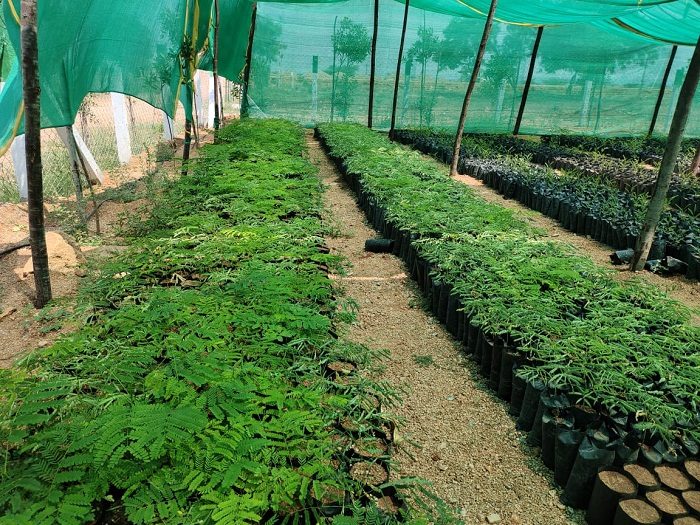 హరితహారానికి మొక్కలు సిద్ధం