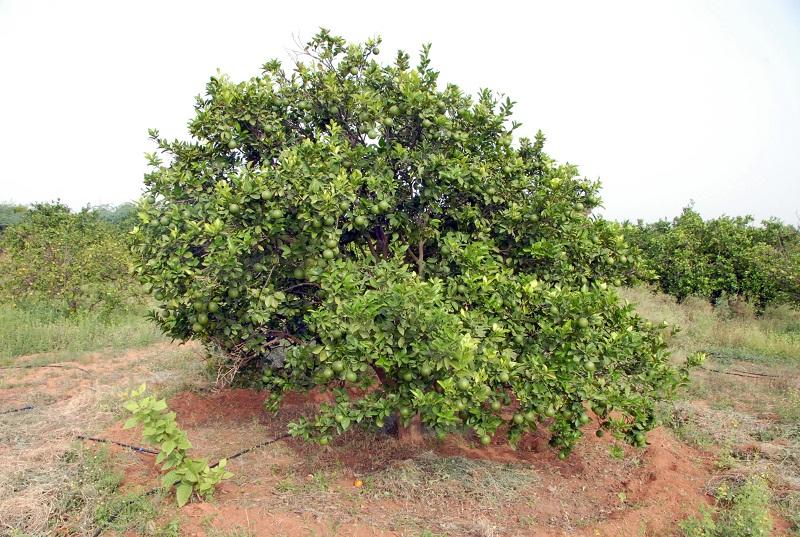 బత్తాయికి భలే ధర