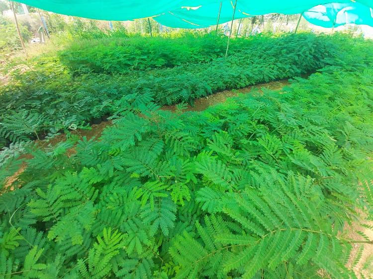 మొక్కల సంరక్షణే లక్ష్యంగా..