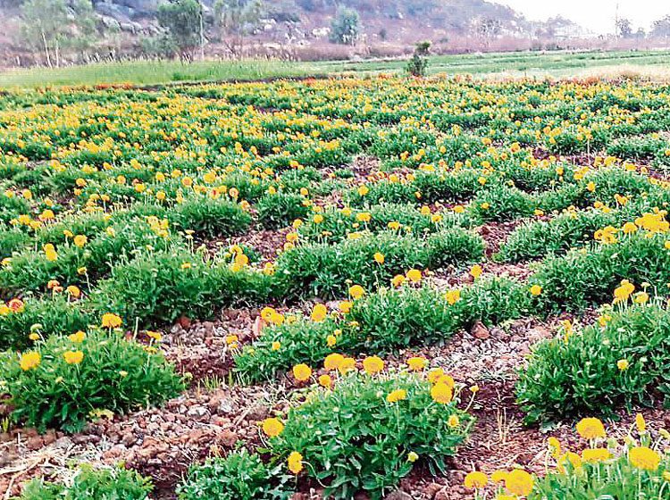 సిరుల విరిసాగు