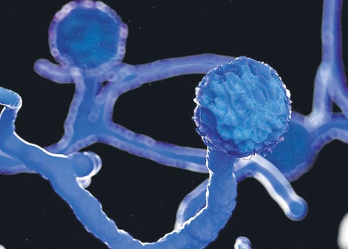 బ్లాక్‌ఫంగస్‌ కొత్తదేమీ కాదు