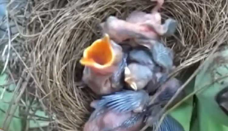 తోటలో 300 అరటిచెట్లను ధ్వంసం చేసిన ఏనుగులు, ఒక్క చెట్టును వదిలేశాయి.. కారణం తెలిస్తే షాక్ అవుతారు!