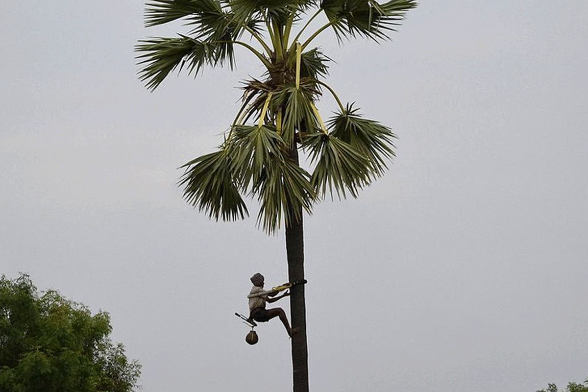 తాటిచెట్టు పైనుంచి పడి గీత కార్మికుడు మృతి