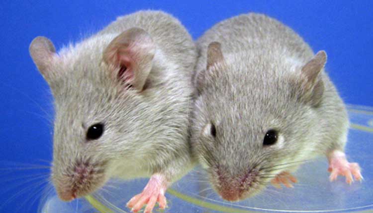 ఎలుక‌లు వేధిస్తున్నాయ్‌.. ఐదు వేల లీట‌ర్ల విషం పంపండి..!