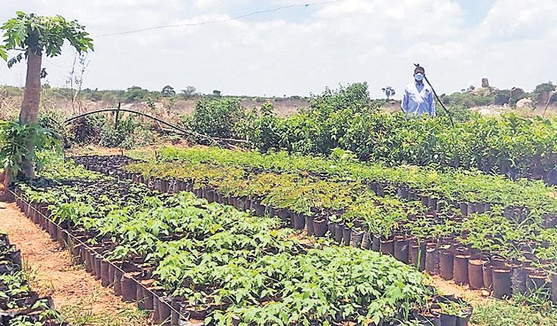 చింతలేని చిత్తాపూర్‌