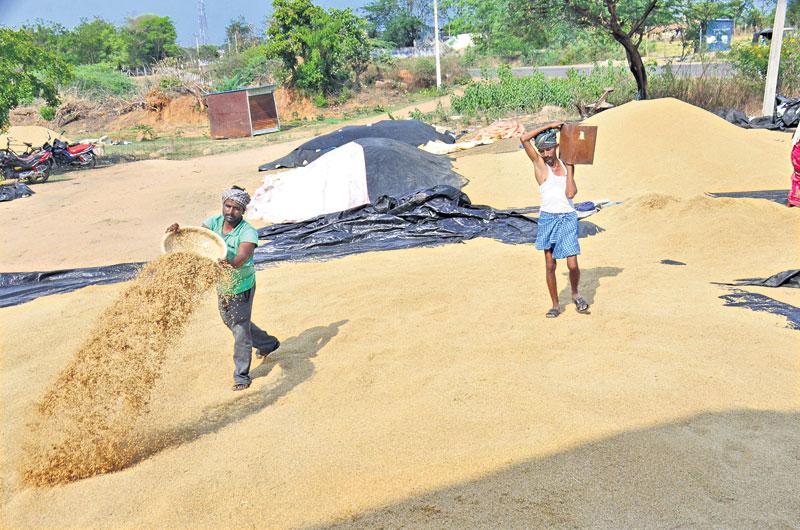 దండిగా ధాన్యం