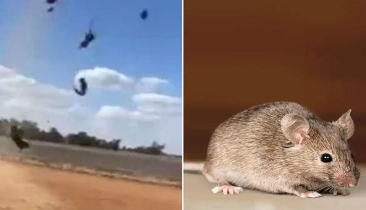 ఆకాశం నుంచి ఎలుక‌ల వ‌ర్షం.. హ‌డ‌లెత్తిస్తున్న వైర‌ల్ వీడియో