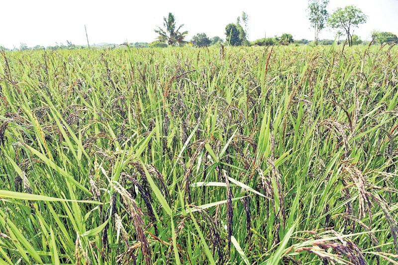 నాగపురి ఆరోగ్య సిరి