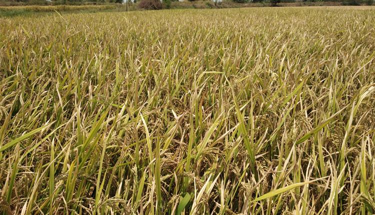 నల్ల వరి.. ఆరోగ్య సిరి