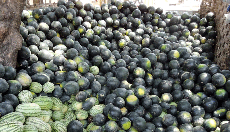 వేసవి తాపానికి పుచ్చకాయ