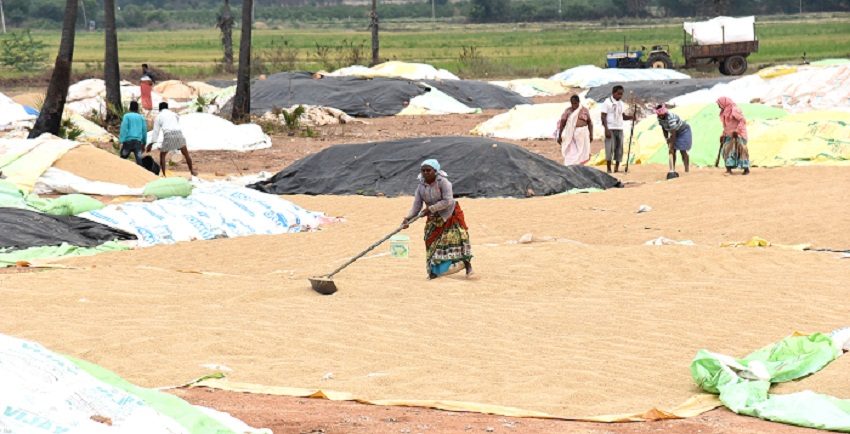 వేగంగా ధాన్యం కొనుగోళ్లు