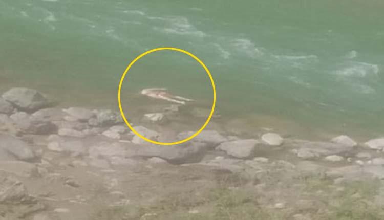 సరయూ నదిలో తేలిన మృతదేహాలు