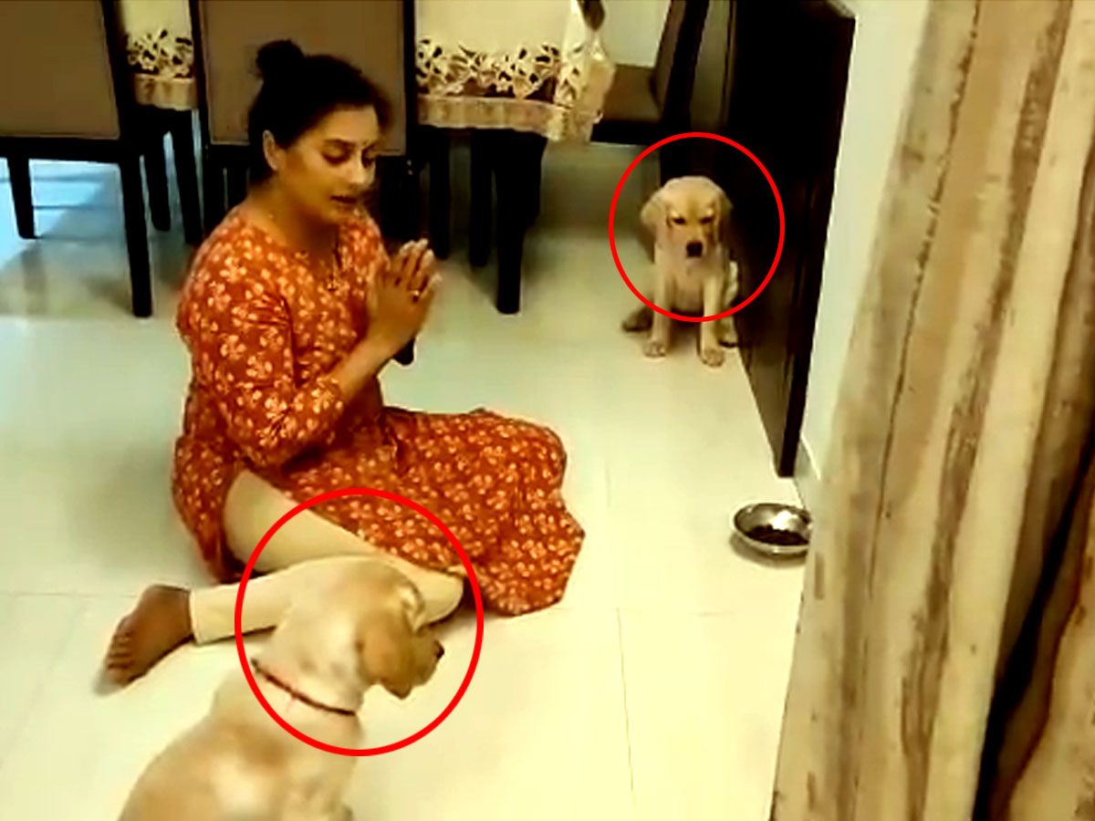 తినే ముందు దైవాన్ని ప్రార్థిస్తున్న కుక్కపిల్లలు..