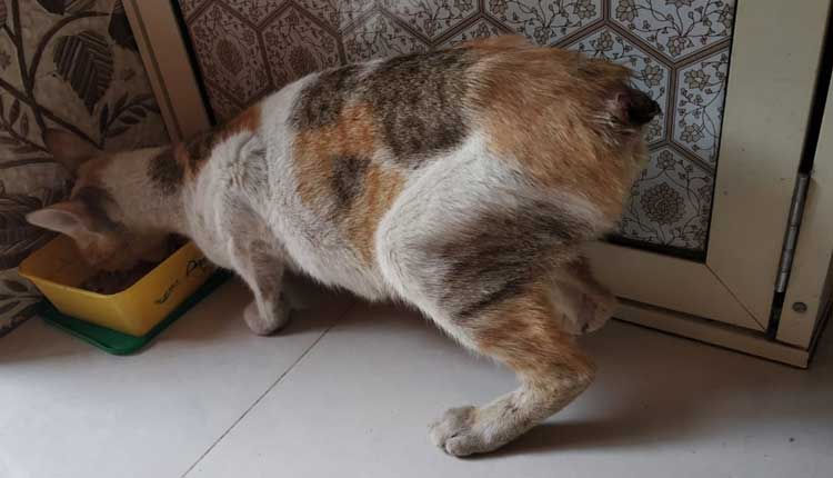 పిల్లితోక క‌త్తిరించిన దుండ‌గులు.. పోలీస్‌స్టేష‌న్‌లో కేసు న‌మోదు..!