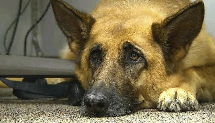 వీధి కుక్క‌ను చంపినందు వ్య‌క్తికి జైలు