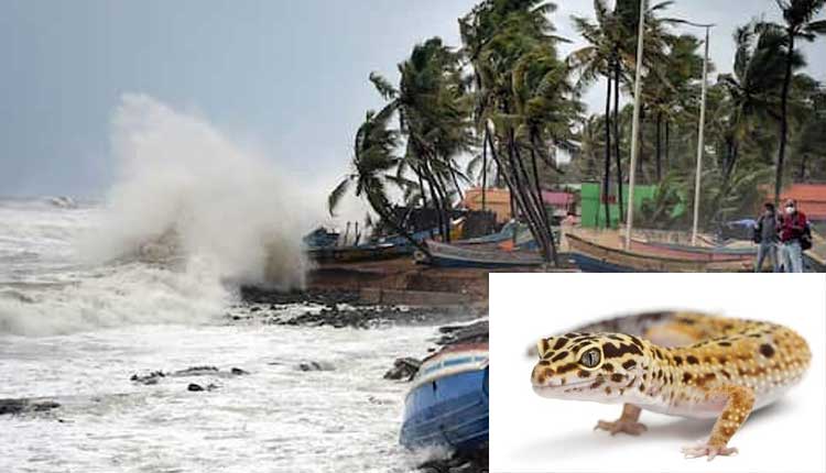 తౌటే తుఫాన్‌: తౌటే అంటే అర్థం తెలుసా..?