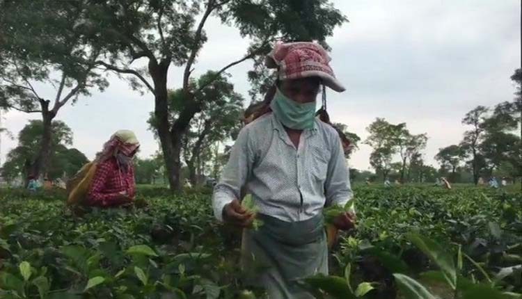 టీ తోట కార్మికులపై కరోనా పంజా.. 133 మంది పాజిటివ్‌