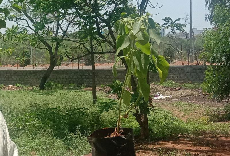 అశ్వగంధం మొక్కలకు ఆదరణ