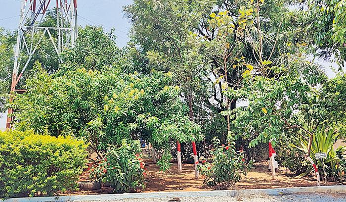 పోలీస్‌ స్టేషన్‌కు పచ్చతోరణం