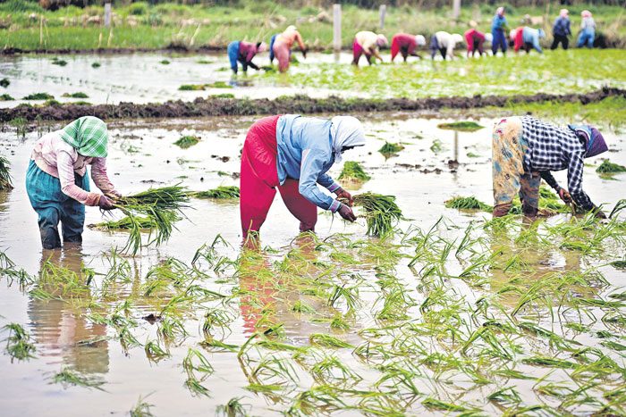 తెలంగాణలో రూసా గడ్డి ఎక్కువగా పండే జిల్లా?